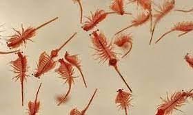 صورة مصغّرة